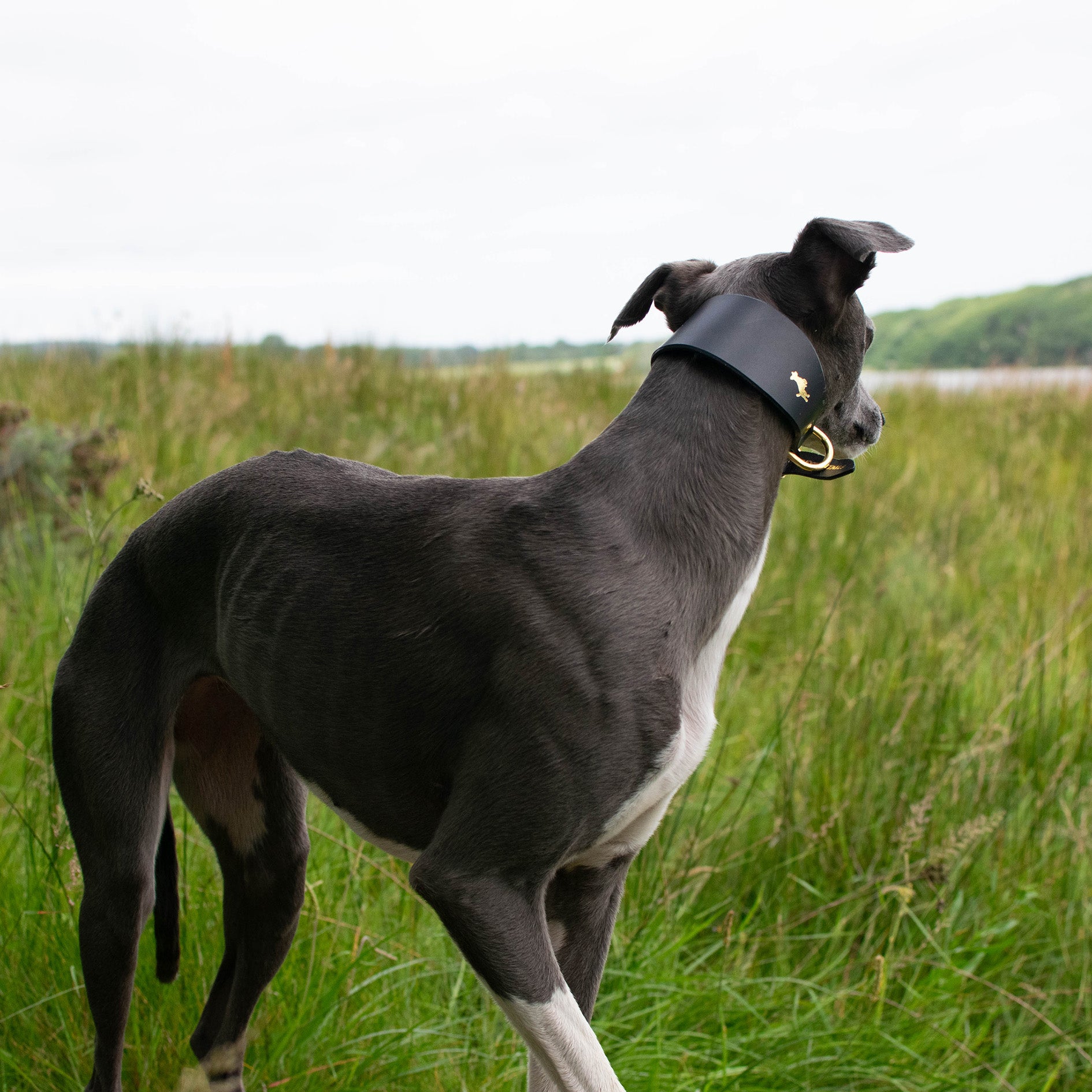 Fox and 2024 hound dog collars