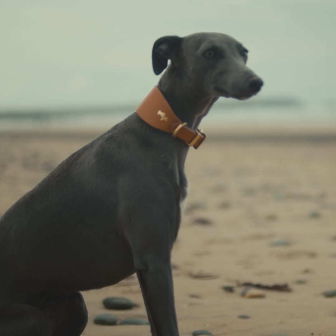 Mustard hotsell dog collar